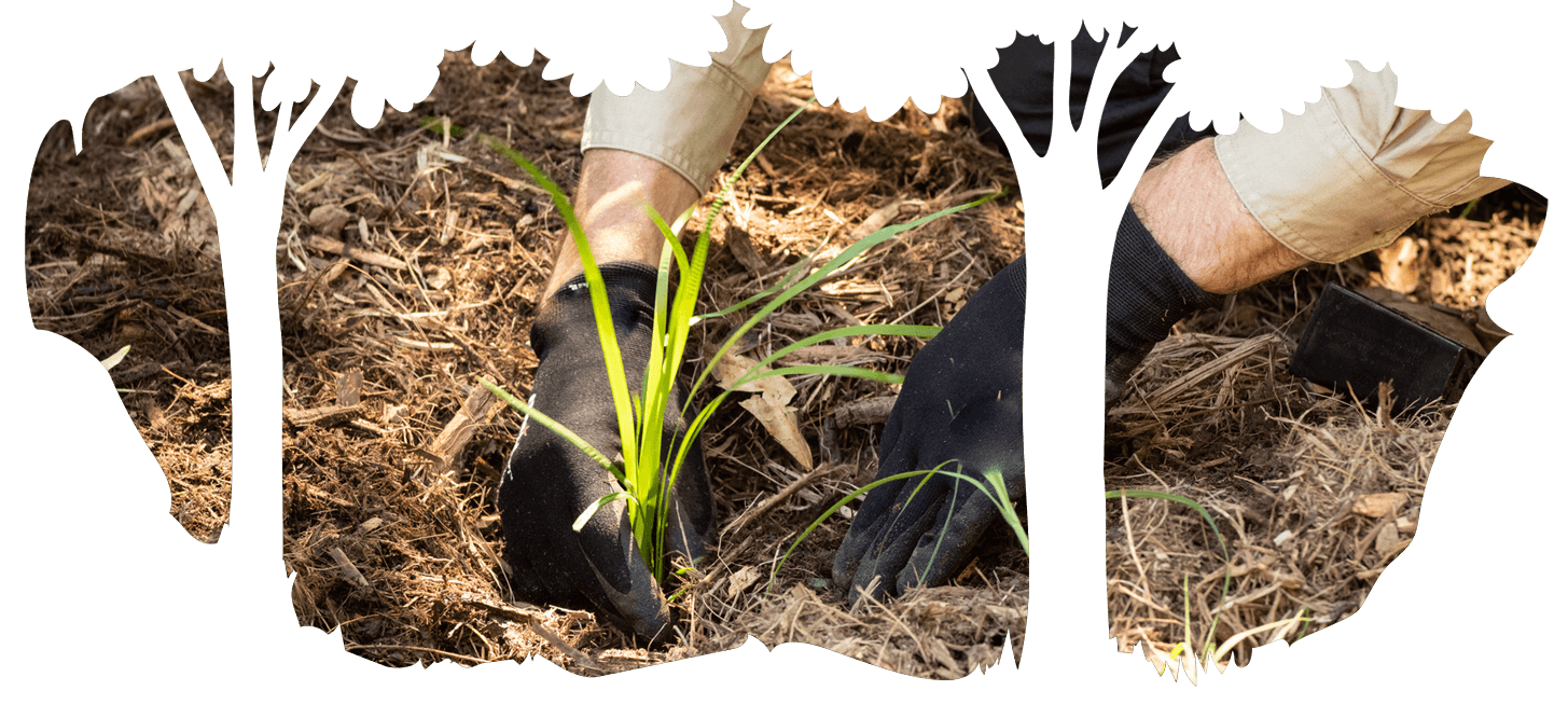 Planting + Irrigation