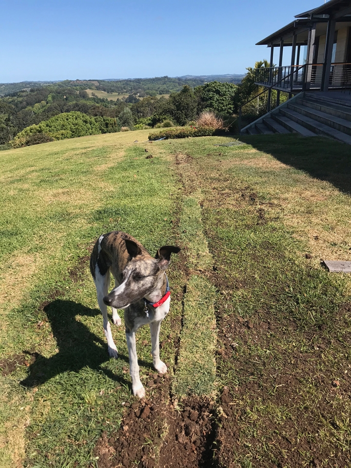 happy with Irrigation